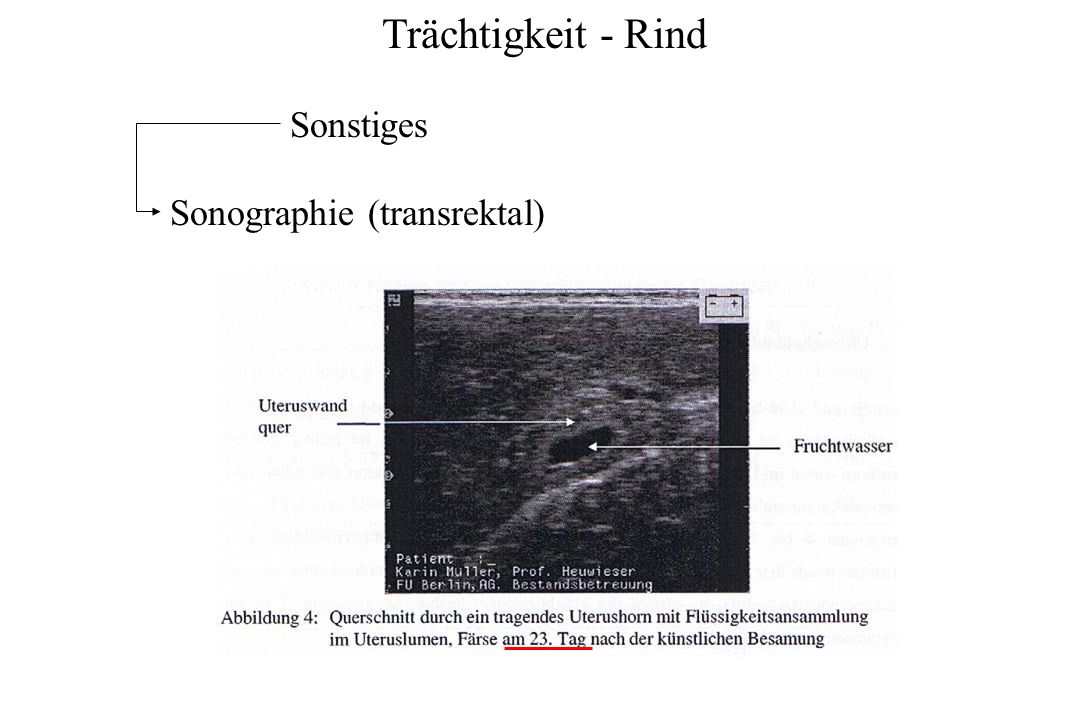 Trächtigkeit - Rind Sonstiges Sonographie (transrektal)