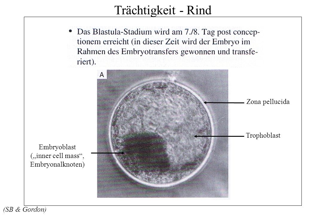Embryoblast („inner cell mass , Embryonalknoten)