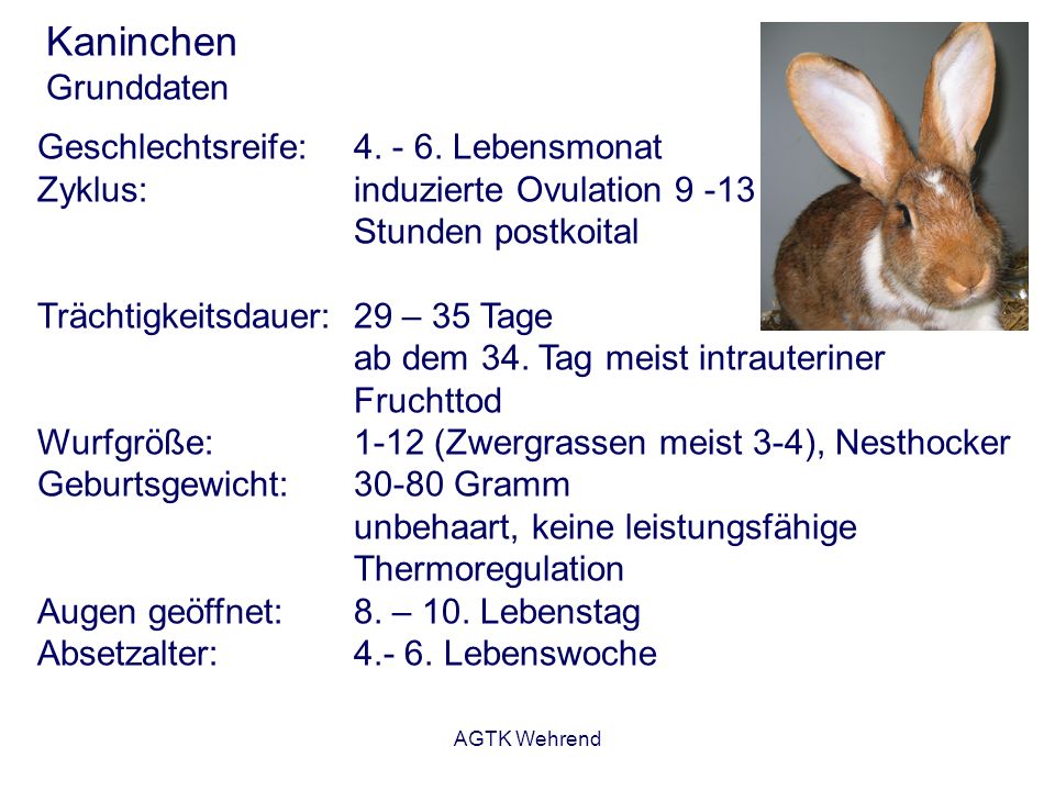 Kaninchen Grunddaten