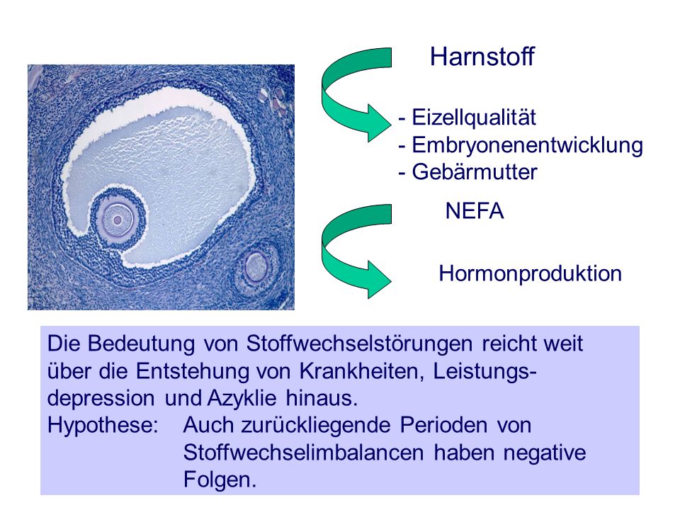 Harnstoff - Eizellqualität - Embryonenentwicklung - Gebärmutter NEFA