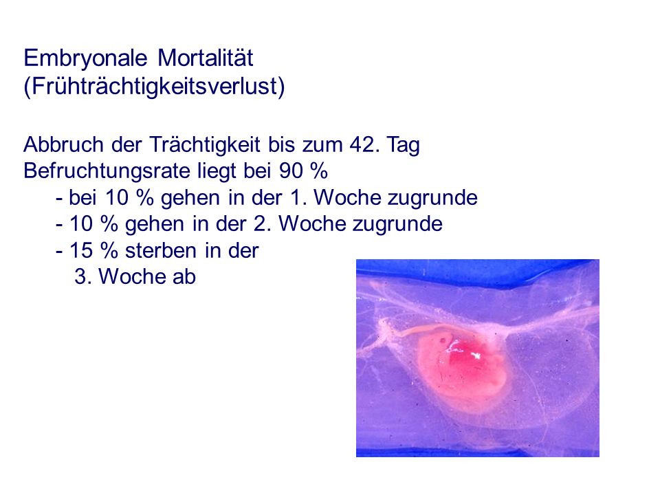 Embryonale Mortalität (Frühträchtigkeitsverlust) Abbruch der Trächtigkeit bis zum 42.