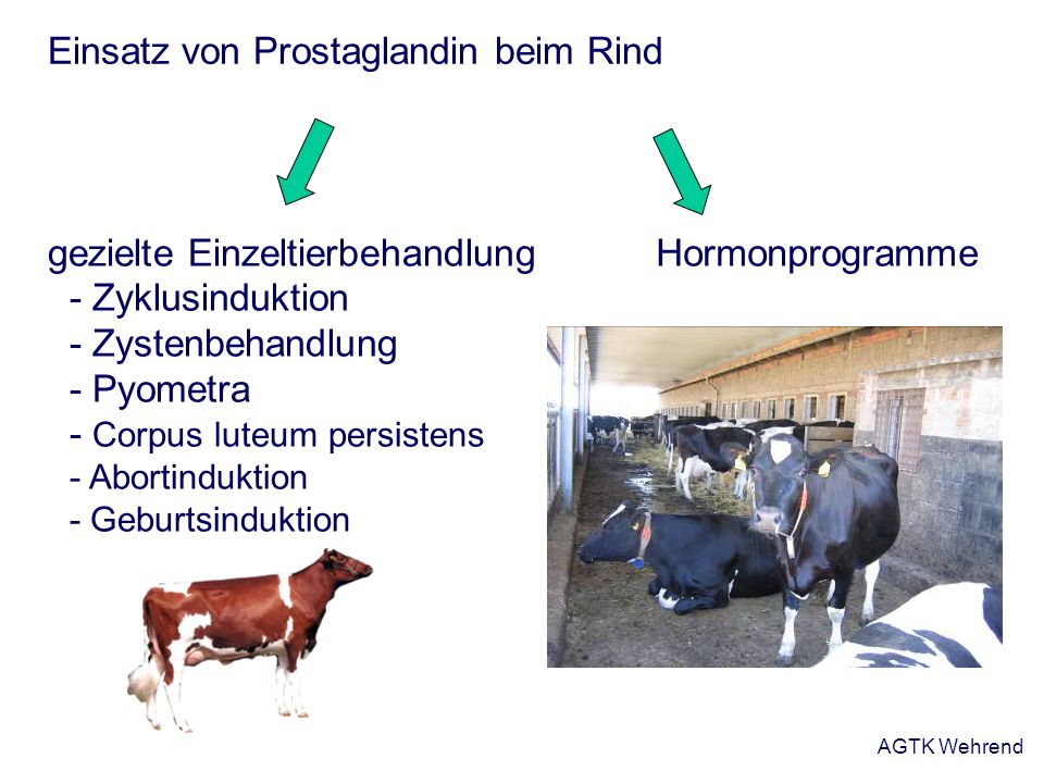 Einsatz von Prostaglandin beim Rind