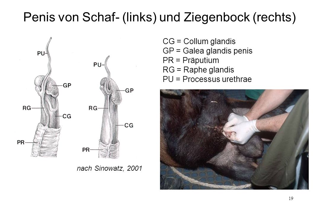 Penis von Schaf- (links) und Ziegenbock (rechts)