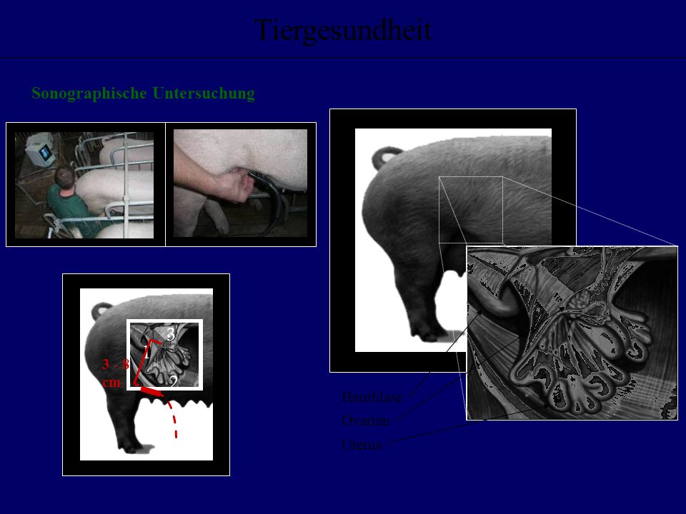 Tiergesundheit Sonographische Untersuchung cm Harnblase