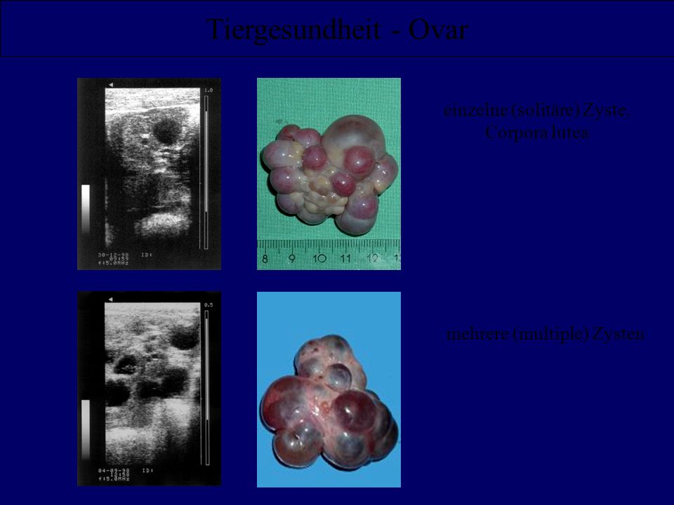 Tiergesundheit - Ovar einzelne (solitäre) Zyste, Corpora lutea