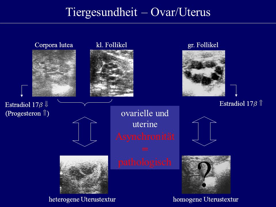 Tiergesundheit – Ovar/Uterus