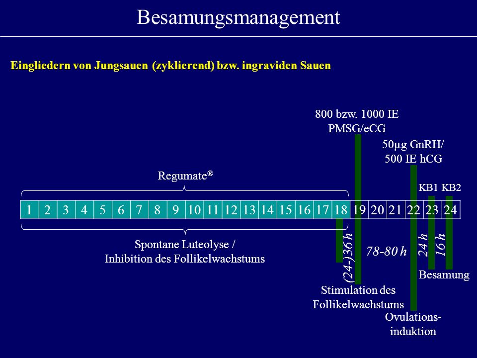 Besamungsmanagement Eingliedern von Jungsauen (zyklierend) bzw. ingraviden Sauen. 800 bzw IE PMSG/eCG.