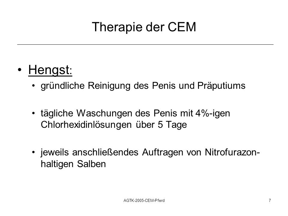 Therapie der CEM Hengst: gründliche Reinigung des Penis und Präputiums