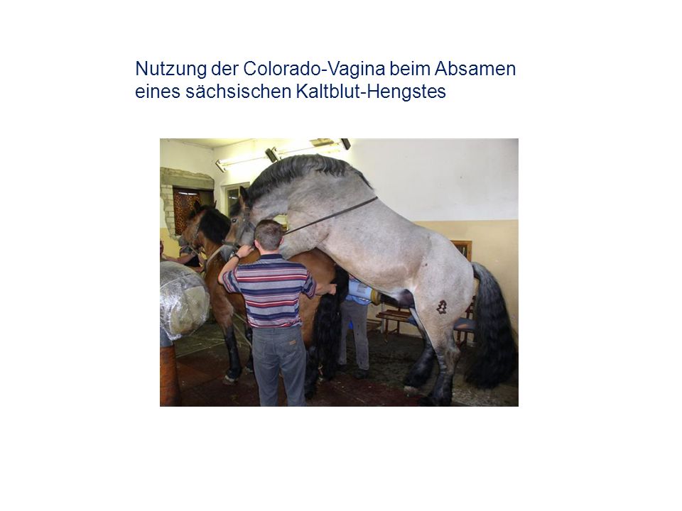 Nutzung der Colorado-Vagina beim Absamen eines sächsischen Kaltblut-Hengstes