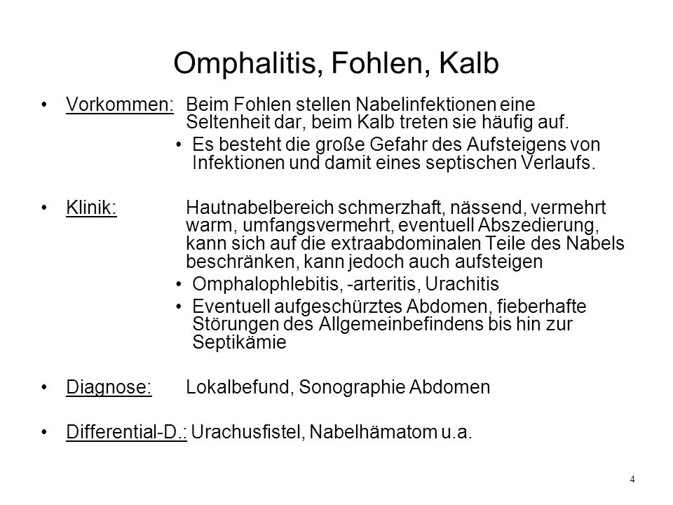 Omphalitis, Fohlen, Kalb