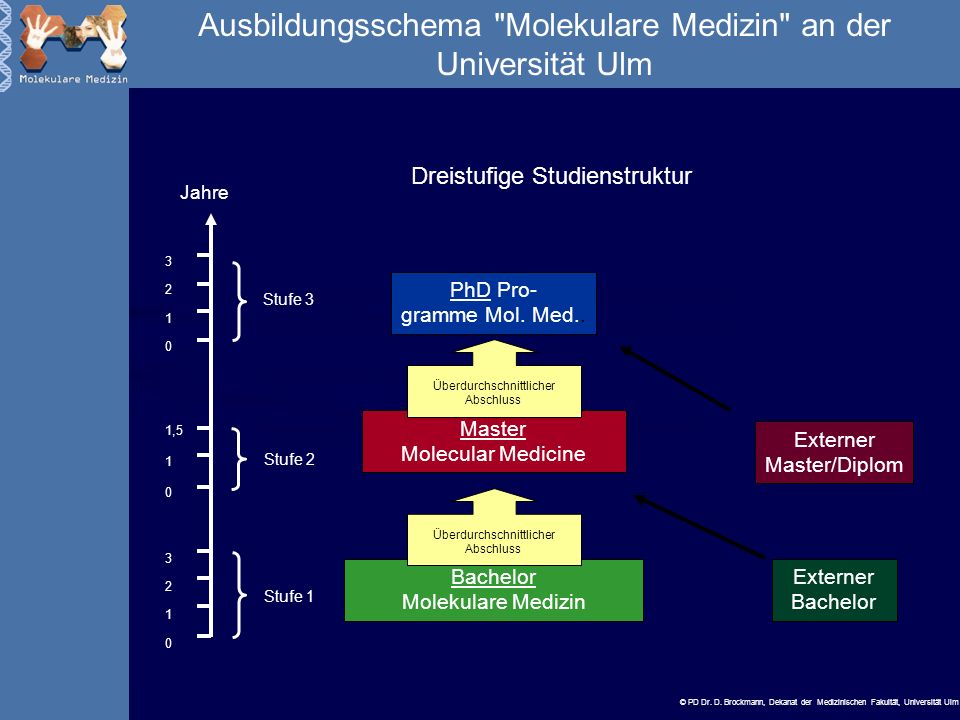 Ausbildungsschema Molekulare Medizin an der Universität Ulm