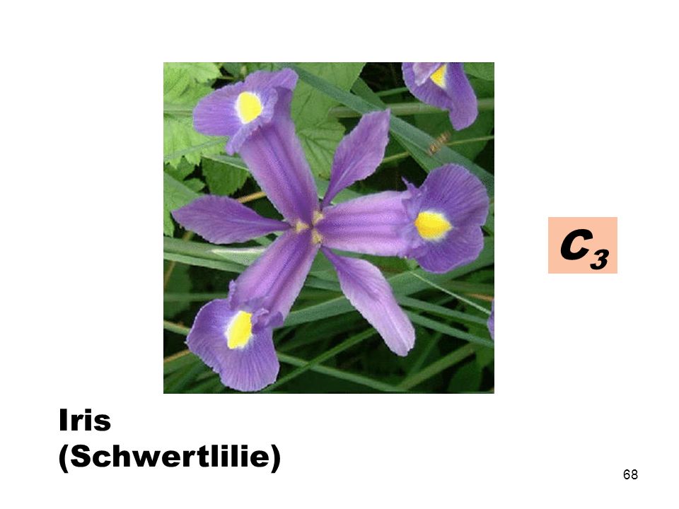 C3 Iris (Schwertlilie)