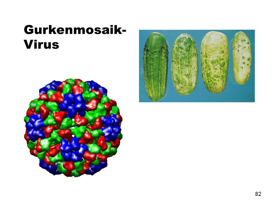 Gurkenmosaik-Virus