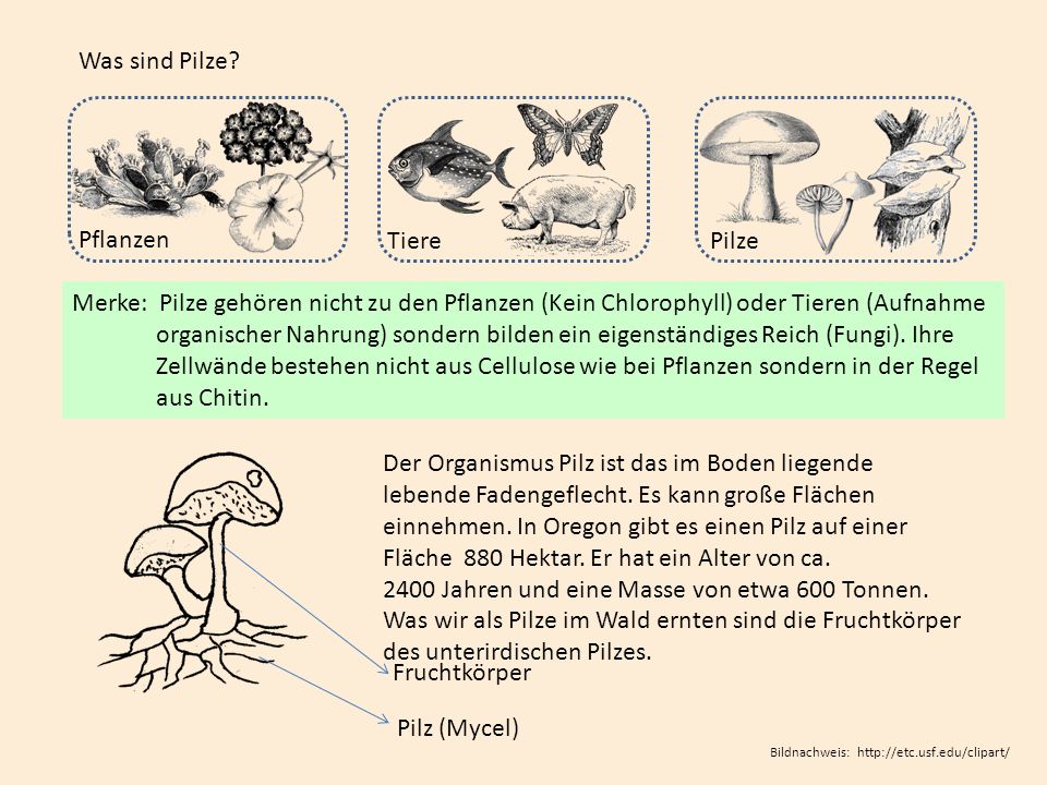 Heimische Pilze. - ppt video online herunterladen
