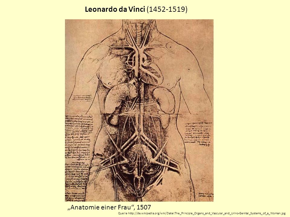 Leonardo da Vinci ( ) „Anatomie einer Frau , 1507