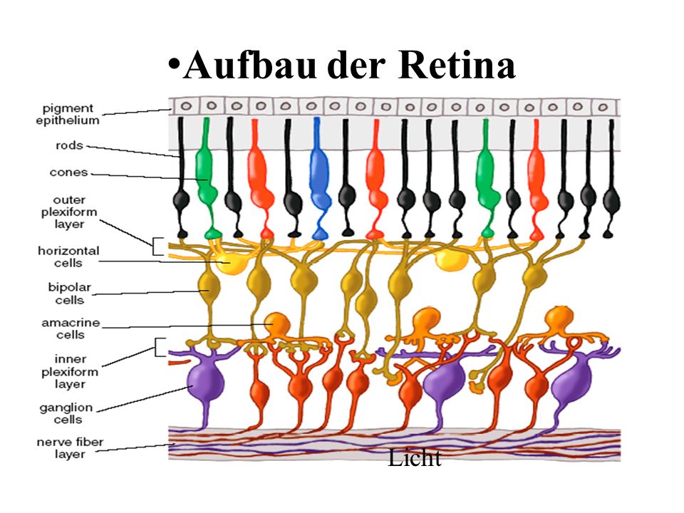 Aufbau der Retina. 
