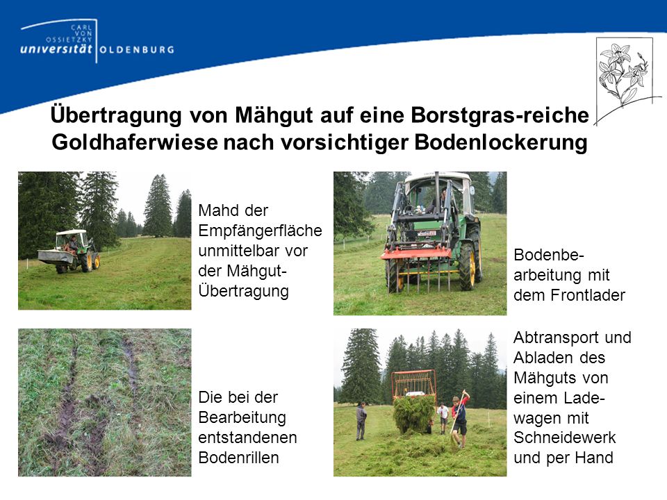 Übertragung von Mähgut auf eine Borstgras-reiche Goldhaferwiese nach vorsichtiger Bodenlockerung