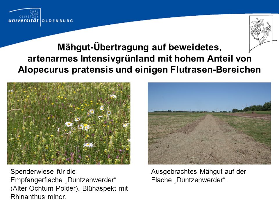 Mähgut-Übertragung auf beweidetes, artenarmes Intensivgrünland mit hohem Anteil von Alopecurus pratensis und einigen Flutrasen-Bereichen
