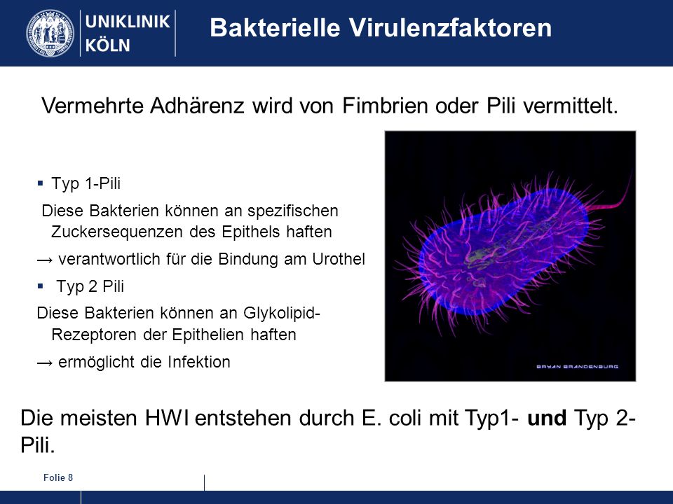 Bakterielle Virulenzfaktoren