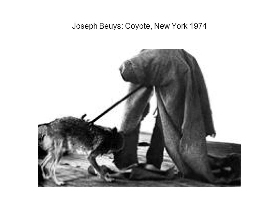 Joseph Beuys: Coyote, New York 1974