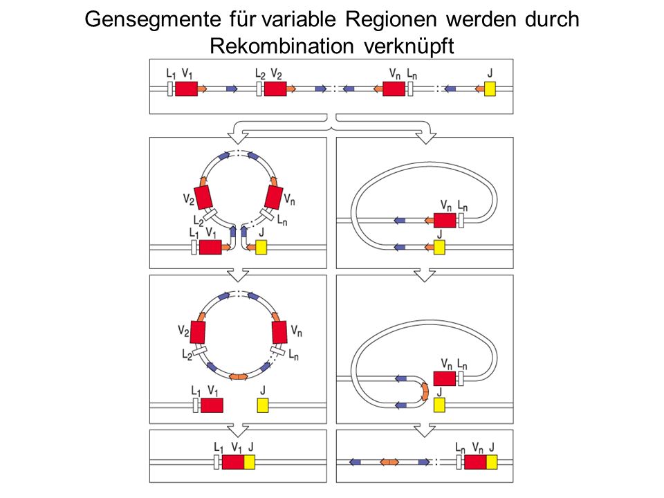 Gensegmente für variable Regionen werden durch Rekombination verknüpft