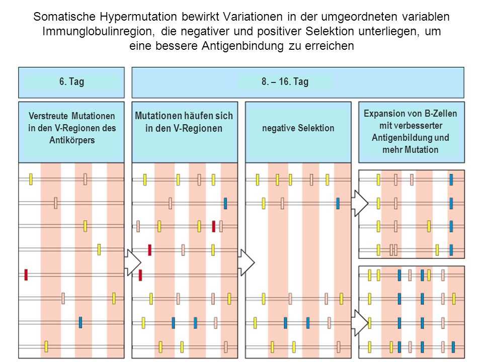 Somatische Hypermutation bewirkt Variationen in der umgeordneten variablen Immunglobulinregion, die negativer und positiver Selektion unterliegen, um eine bessere Antigenbindung zu erreichen