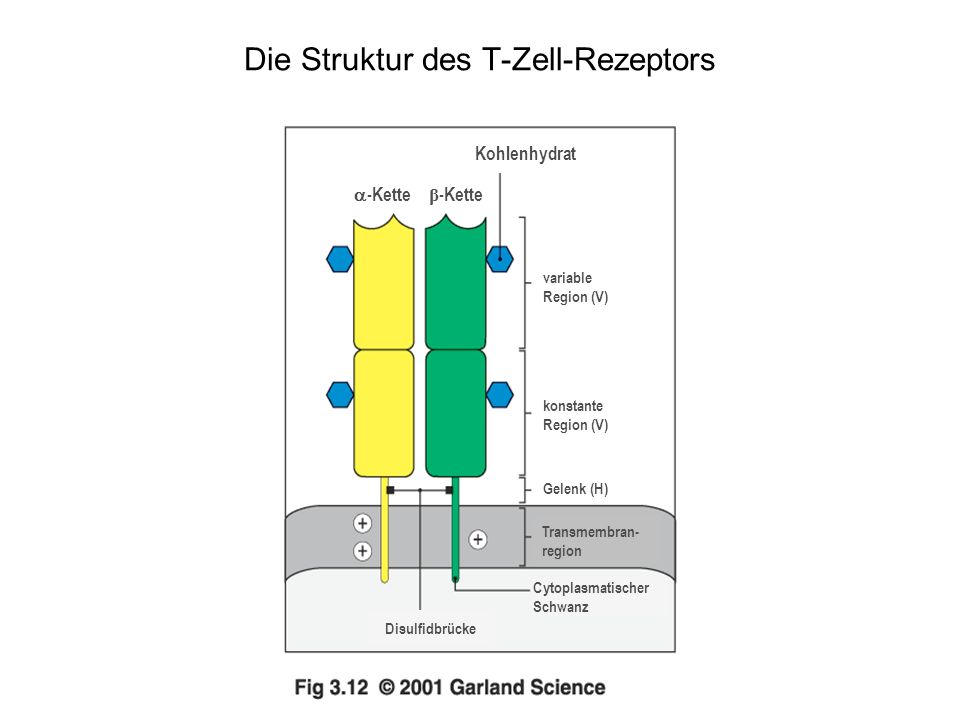 Die Struktur des T-Zell-Rezeptors