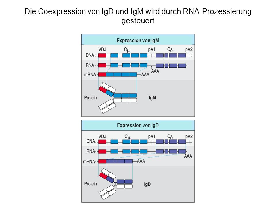 Die Coexpression von IgD und IgM wird durch RNA-Prozessierung gesteuert