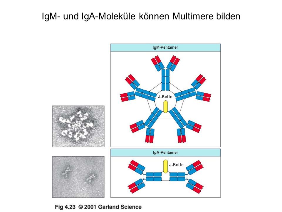 IgM- und IgA-Moleküle können Multimere bilden