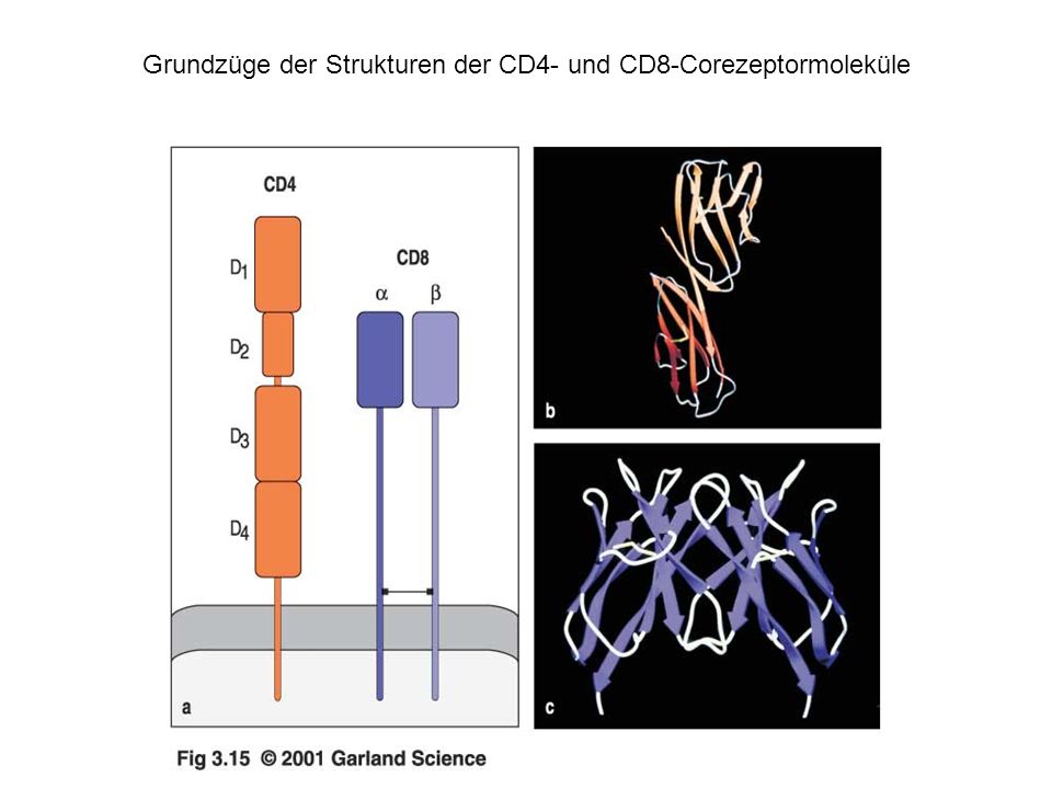 Grundzüge der Strukturen der CD4- und CD8-Corezeptormoleküle