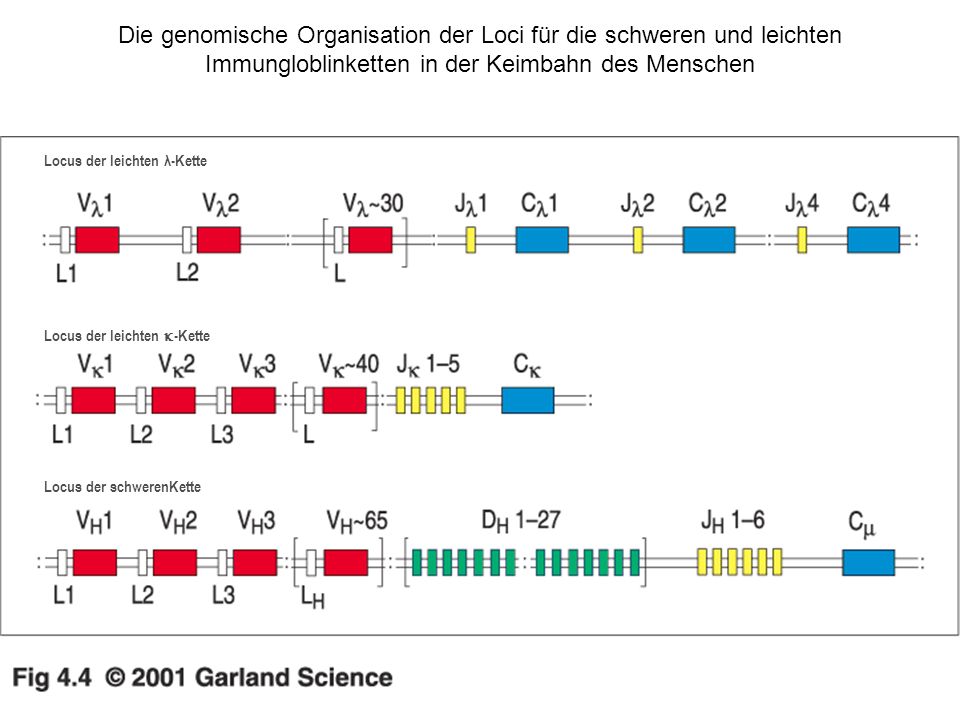 Die genomische Organisation der Loci für die schweren und leichten Immungloblinketten in der Keimbahn des Menschen