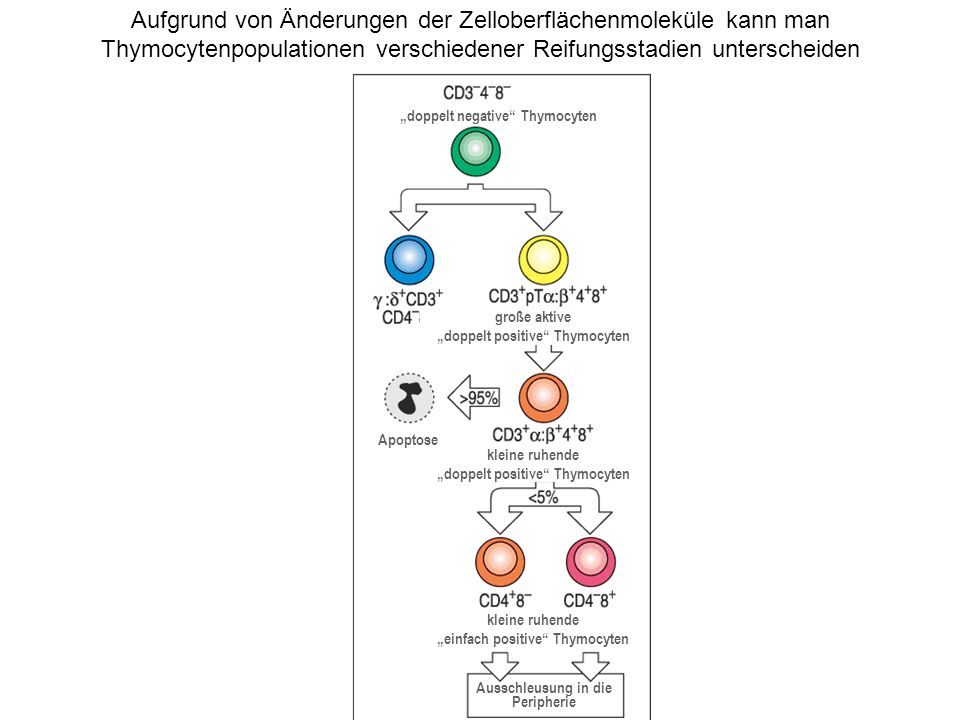 Aufgrund von Änderungen der Zelloberflächenmoleküle kann man Thymocytenpopulationen verschiedener Reifungsstadien unterscheiden