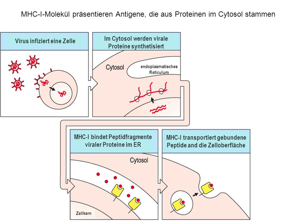 MHC-I-Molekül präsentieren Antigene, die aus Proteinen im Cytosol stammen