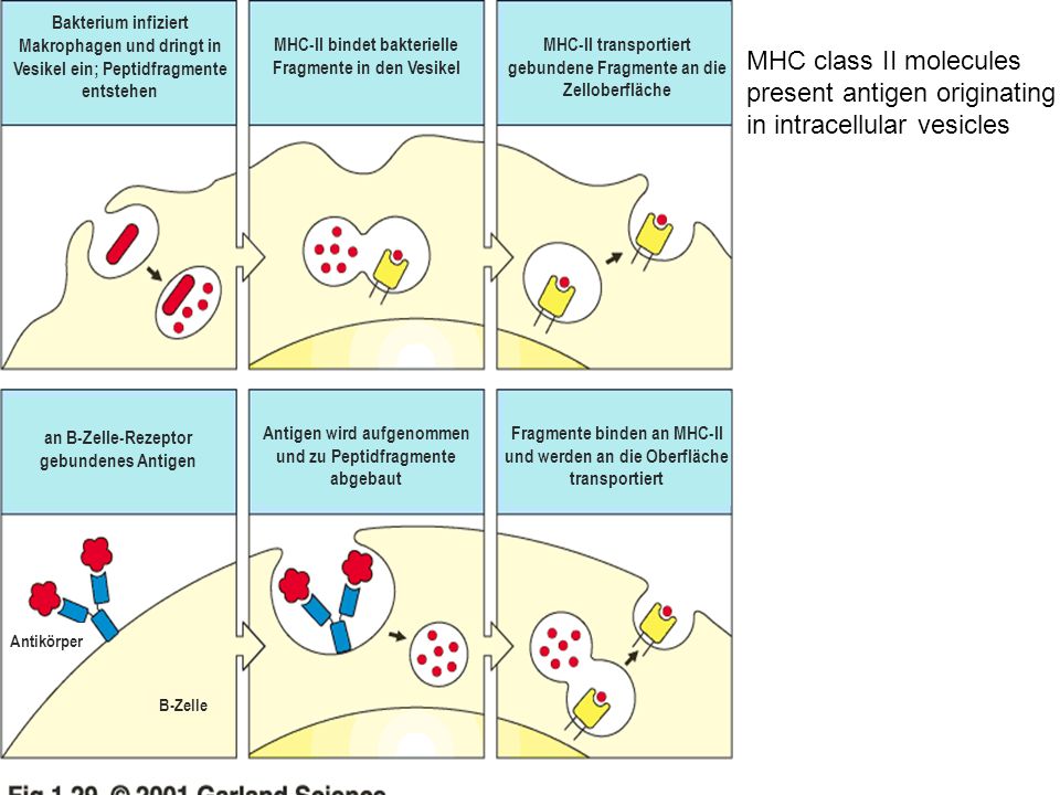 Bakterium infiziert Makrophagen und dringt in Vesikel ein; Peptidfragmente entstehen