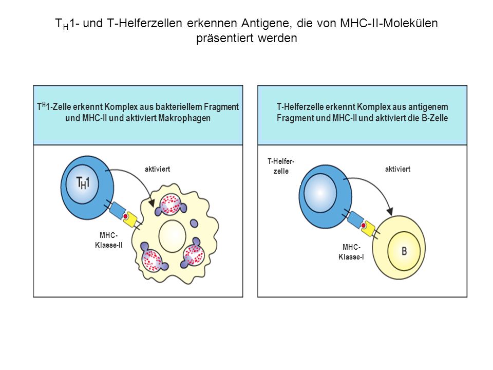 TH1- und T-Helferzellen erkennen Antigene, die von MHC-II-Molekülen präsentiert werden