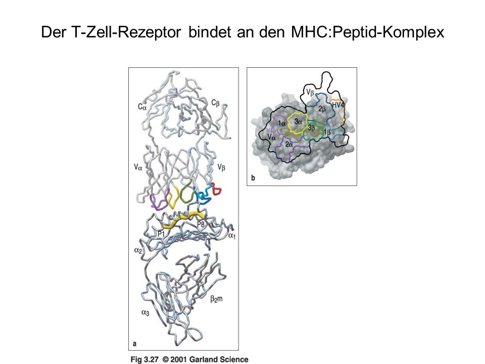 Der T-Zell-Rezeptor bindet an den MHC:Peptid-Komplex