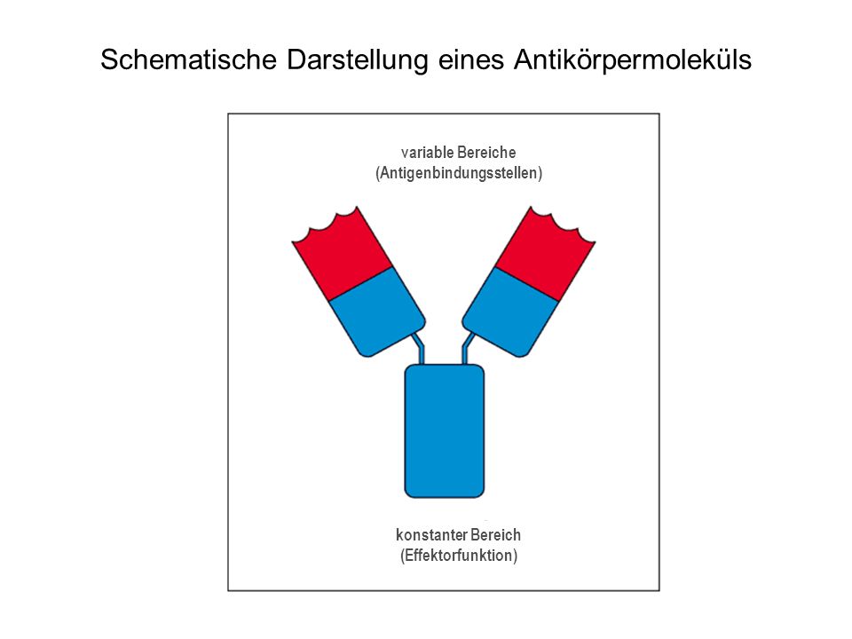 Schematische Darstellung eines Antikörpermoleküls