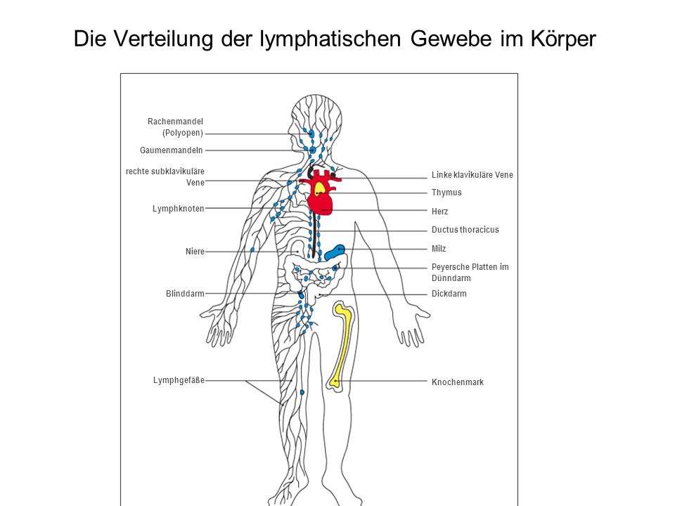 Die Verteilung der lymphatischen Gewebe im Körper