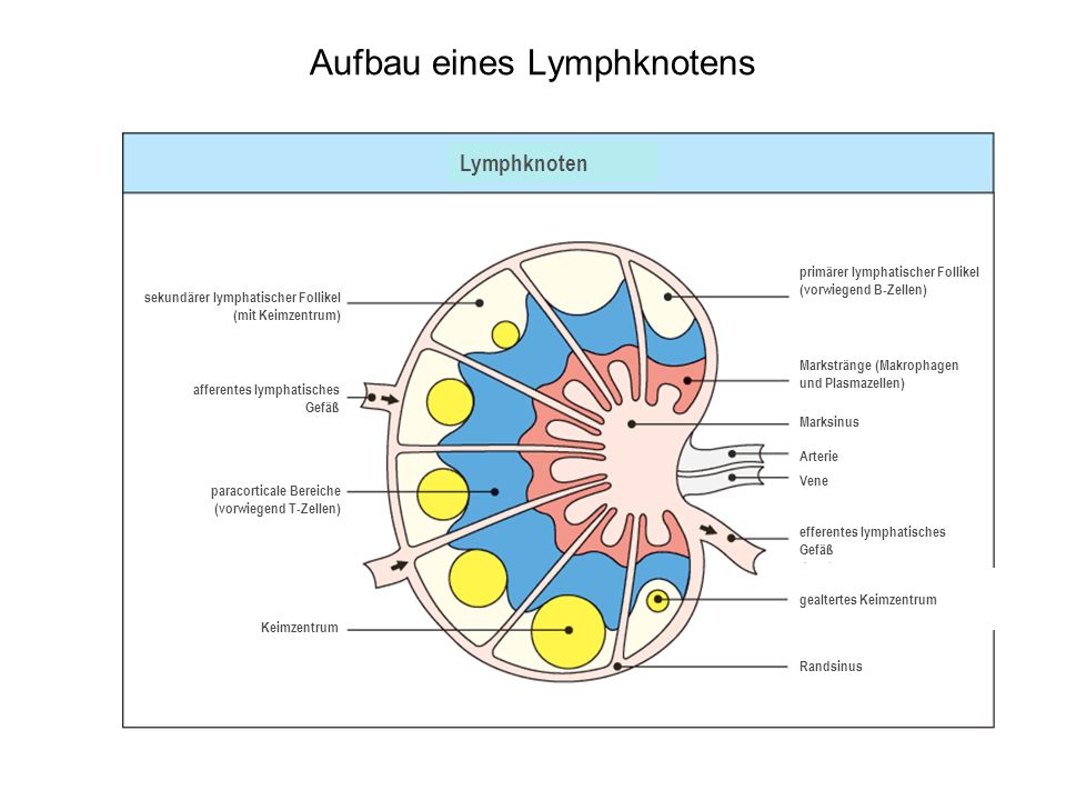 Aufbau eines Lymphknotens