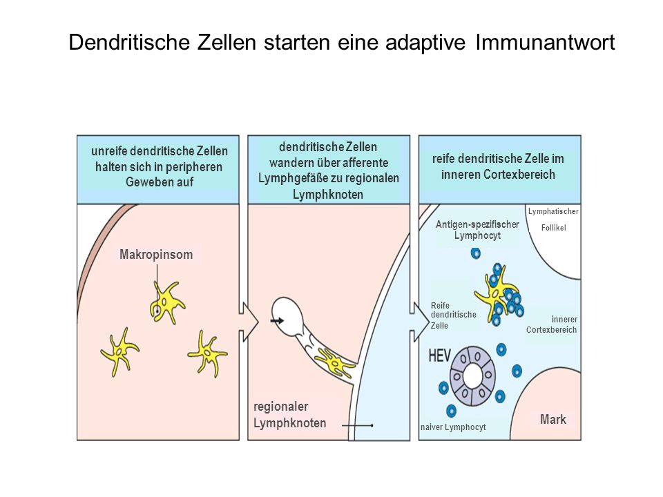 Dendritische Zellen starten eine adaptive Immunantwort