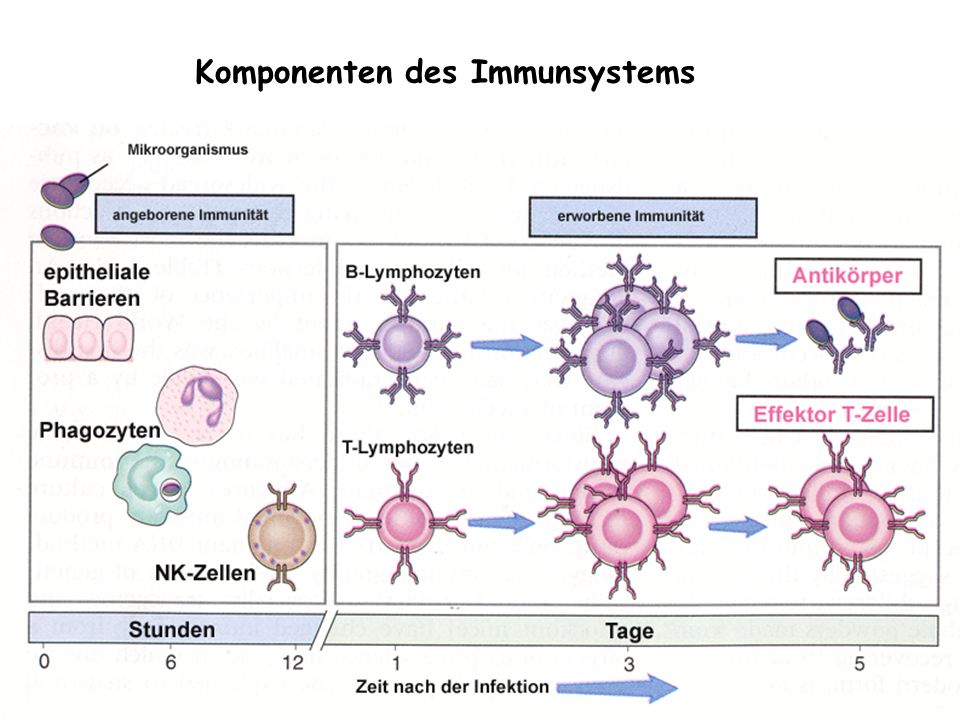 Komponenten des Immunsystems