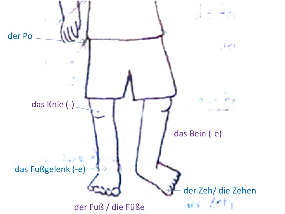 der Po das Knie (-) das Bein (-e) das Fußgelenk (-e) der Zeh/ die Zehen der Fuß / die Füße