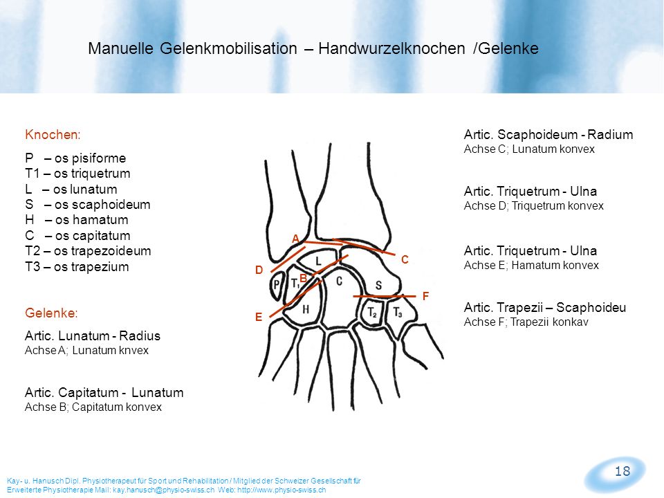 Manuelle Gelenkmobilisation – Handwurzelknochen /Gelenke