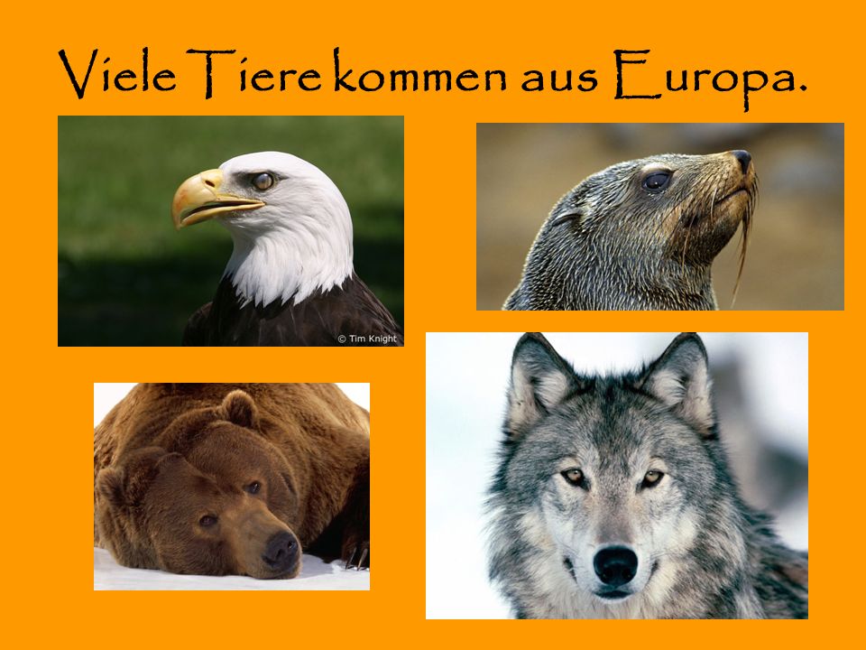 Viele Tiere kommen aus Europa.