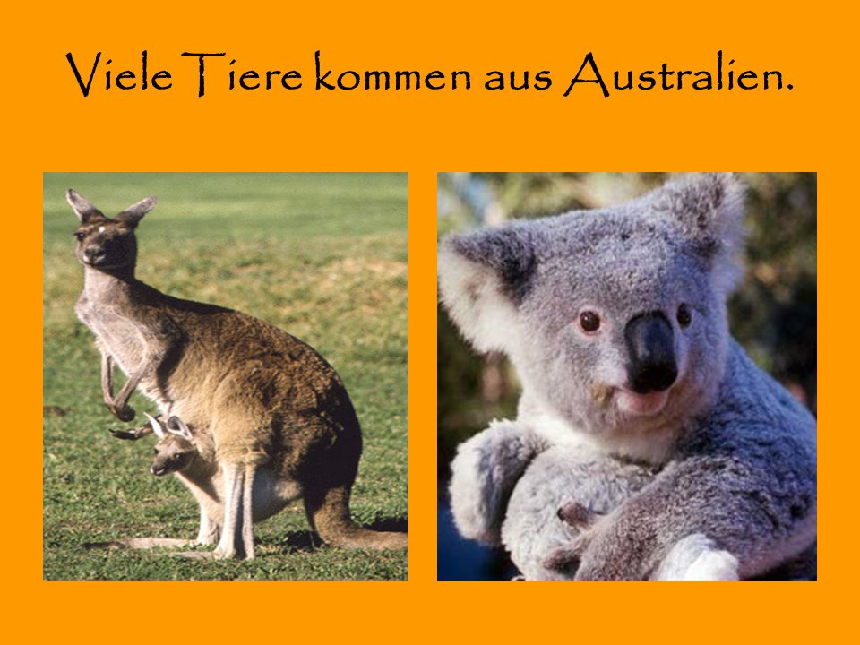 Viele Tiere kommen aus Australien.