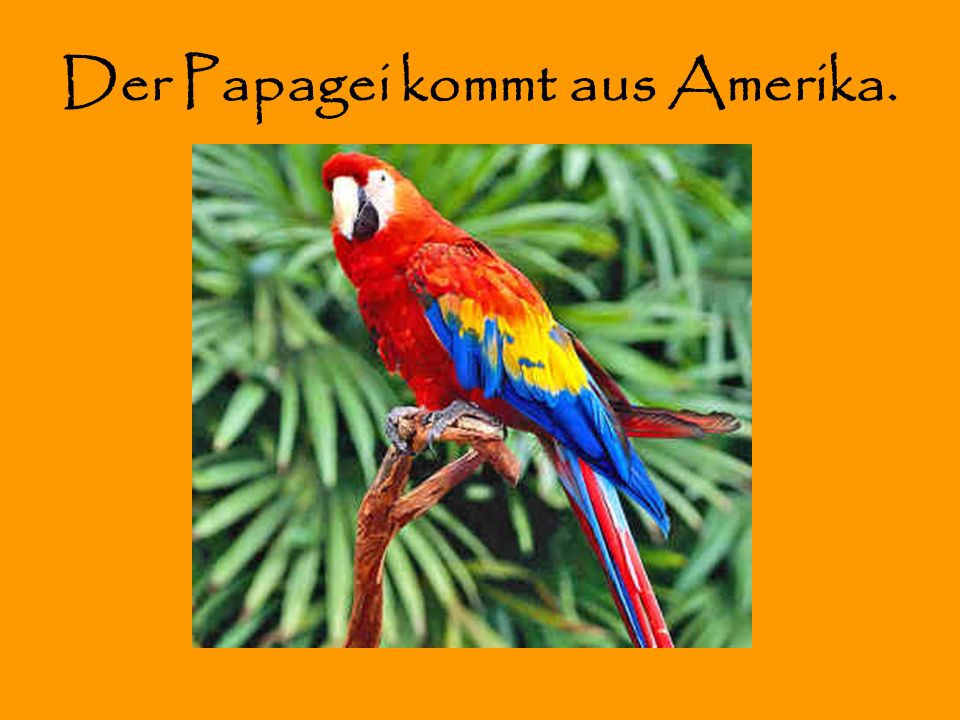 Der Papagei kommt aus Amerika.