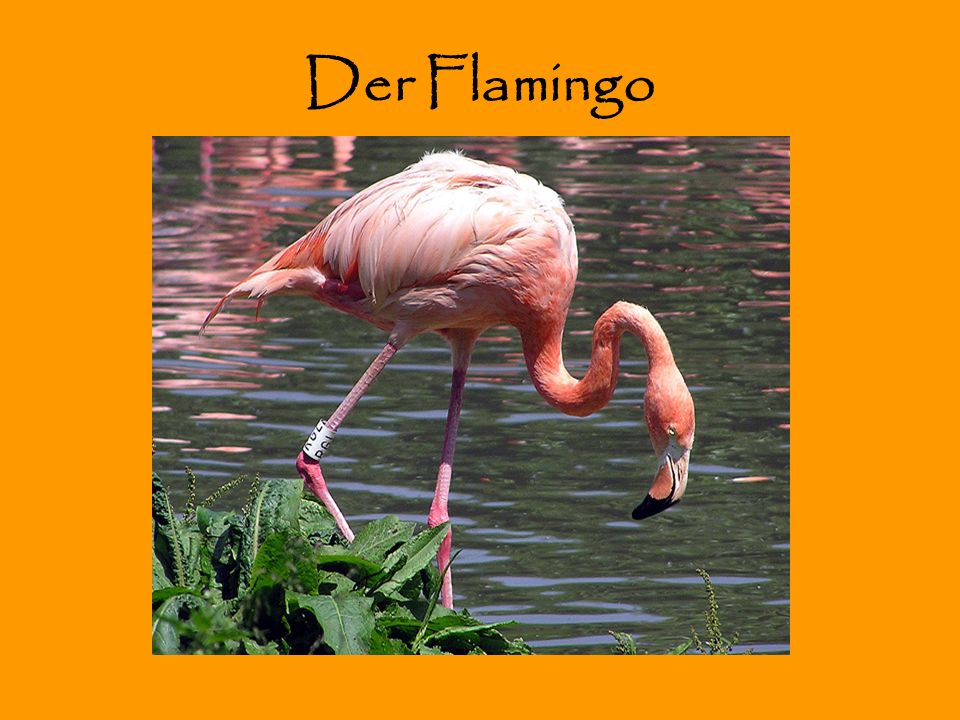 Der Flamingo