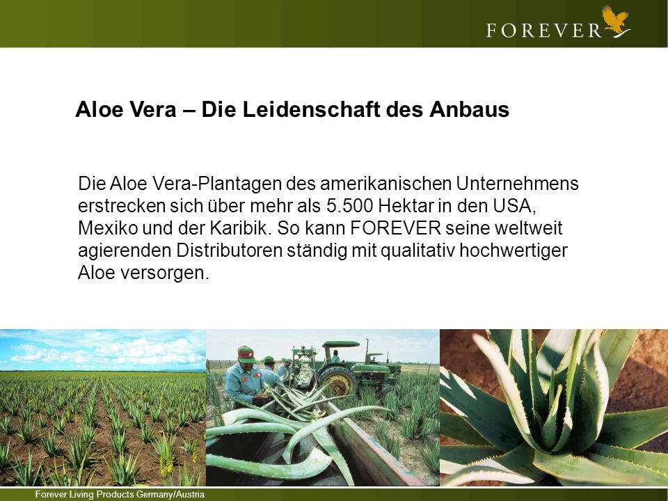 Aloe Vera – Die Leidenschaft des Anbaus