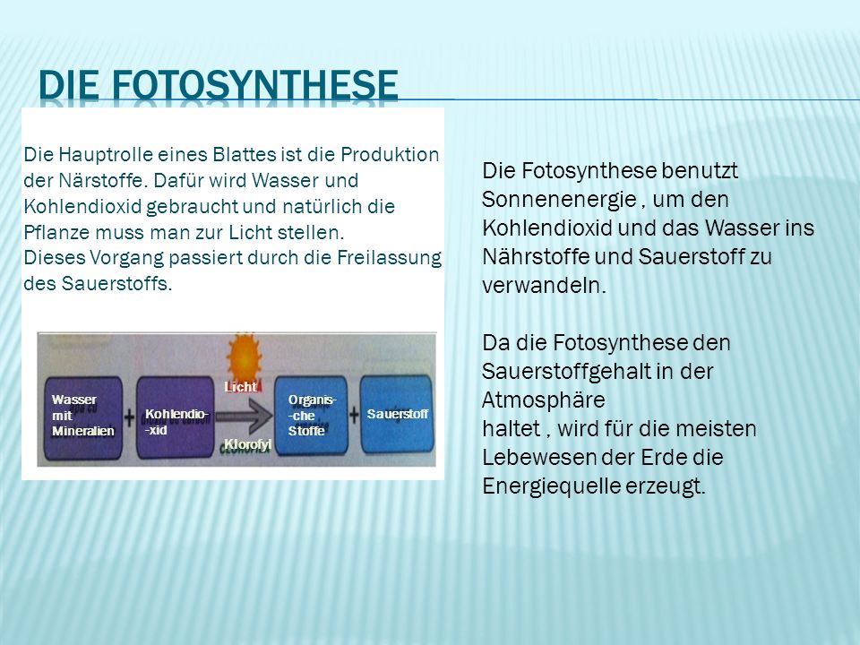 Die Fotosynthese
