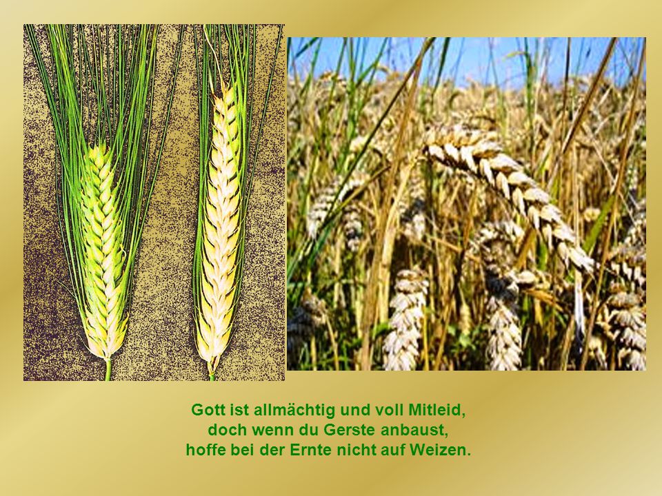 Gott ist allmächtig und voll Mitleid, doch wenn du Gerste anbaust, hoffe bei der Ernte nicht auf Weizen.